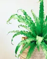 Plant care for lemon verbena on Greg, the plant care app