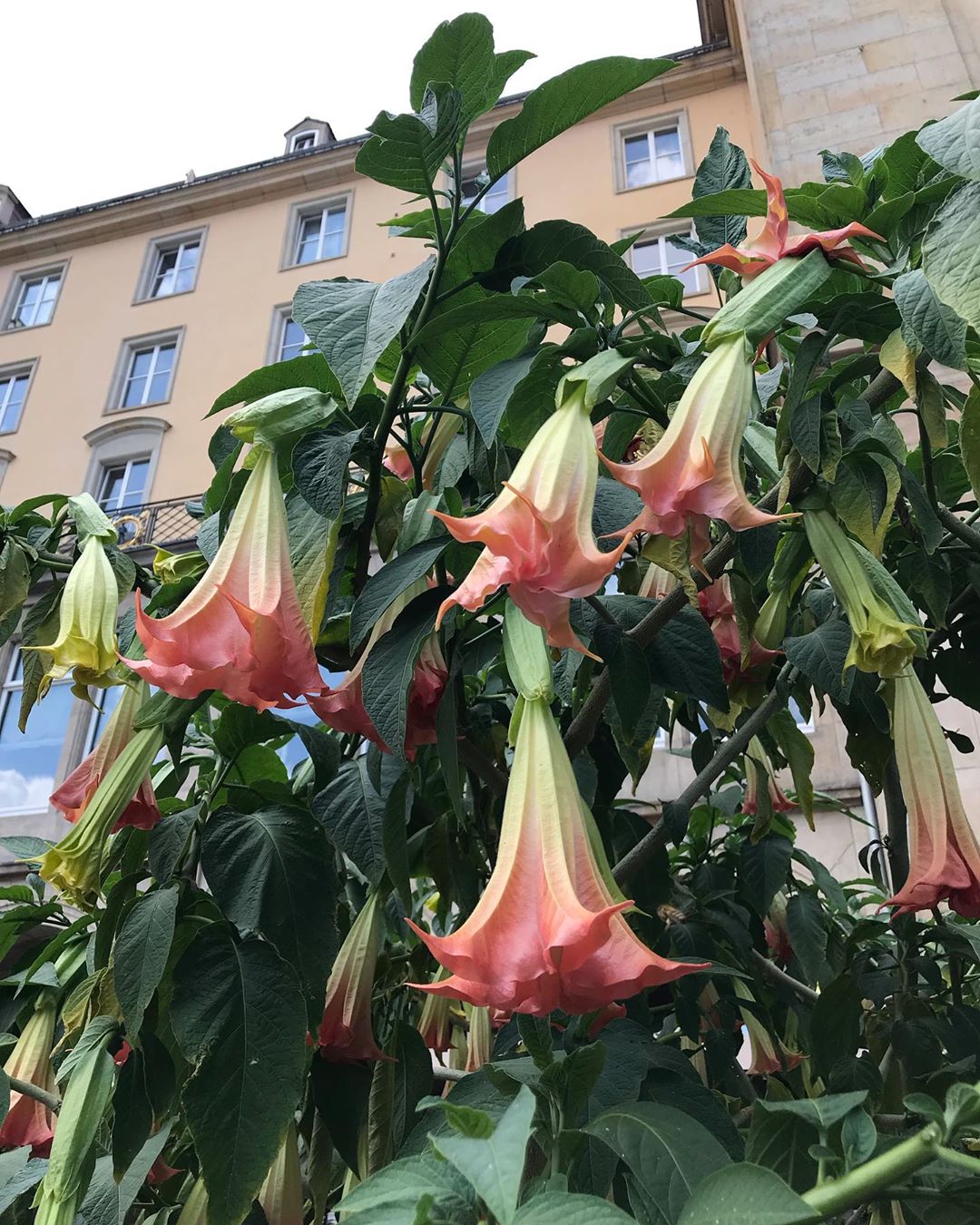 Photo of the plant species Brazil's White Angel Trumpet on Greg, the plant care app