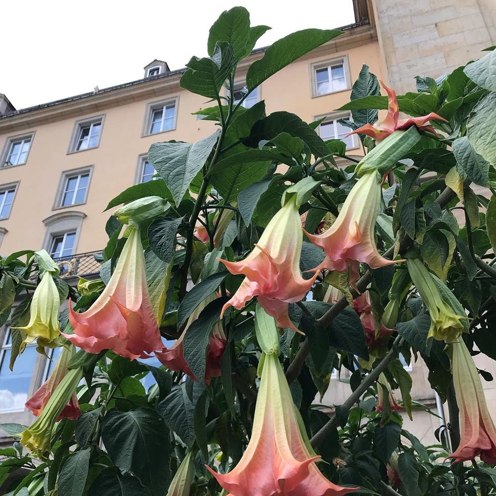 Photo of the plant species Brazil's White Angel Trumpet on Greg, the plant care app