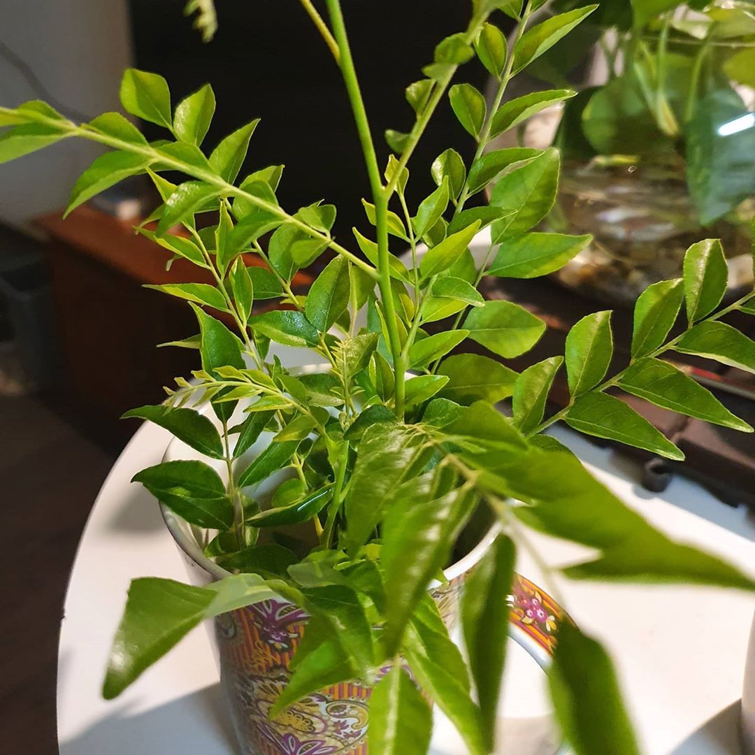 The Complete Murraya Koenigii Plant Care Guide Water, Light & Beyond