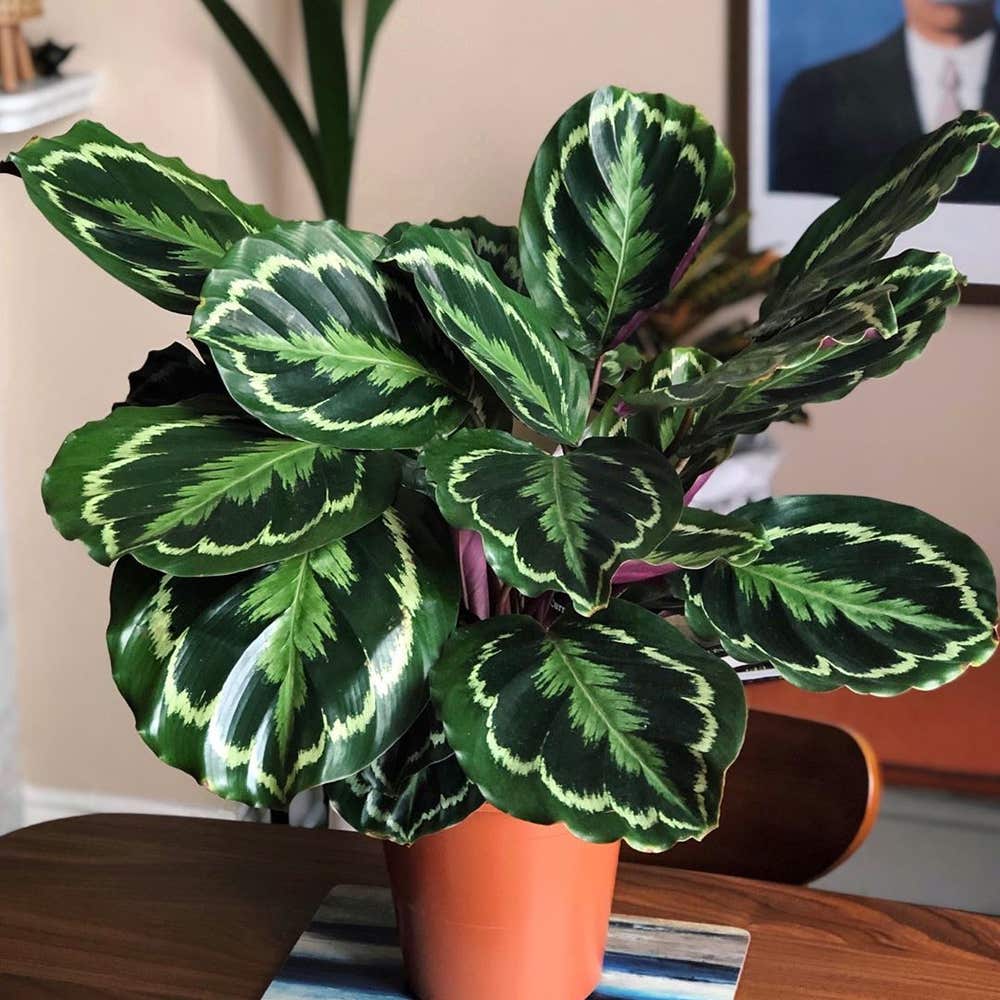 Photo of the plant species Calathea 'Medallion' on Greg, the plant care app