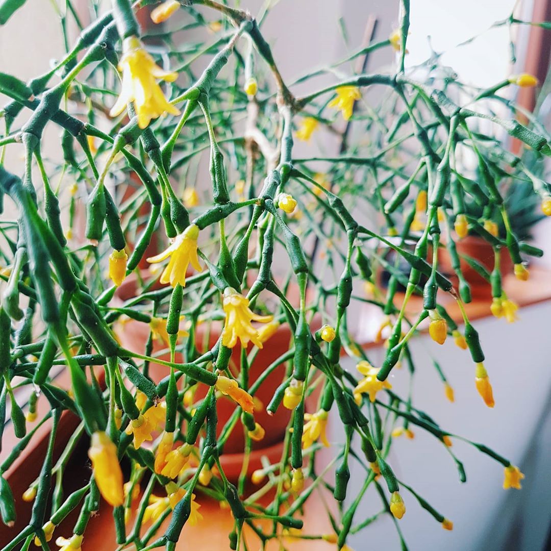 Photo of the plant species Dancing Bones on Greg, the plant care app