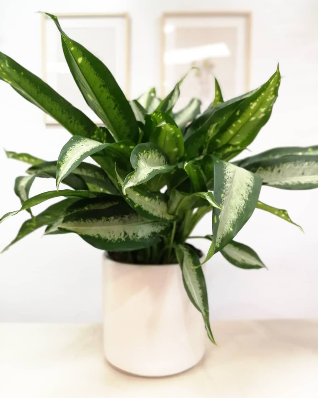 Photo of the plant species Dieffenbachia 'Panther' on Greg, the plant care app