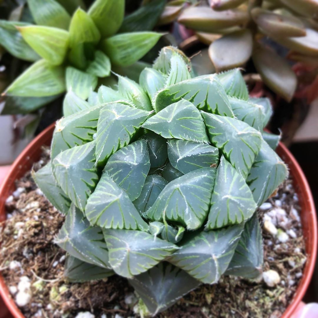 Photo of the plant species Haworthia cooperi on Greg, the plant care app
