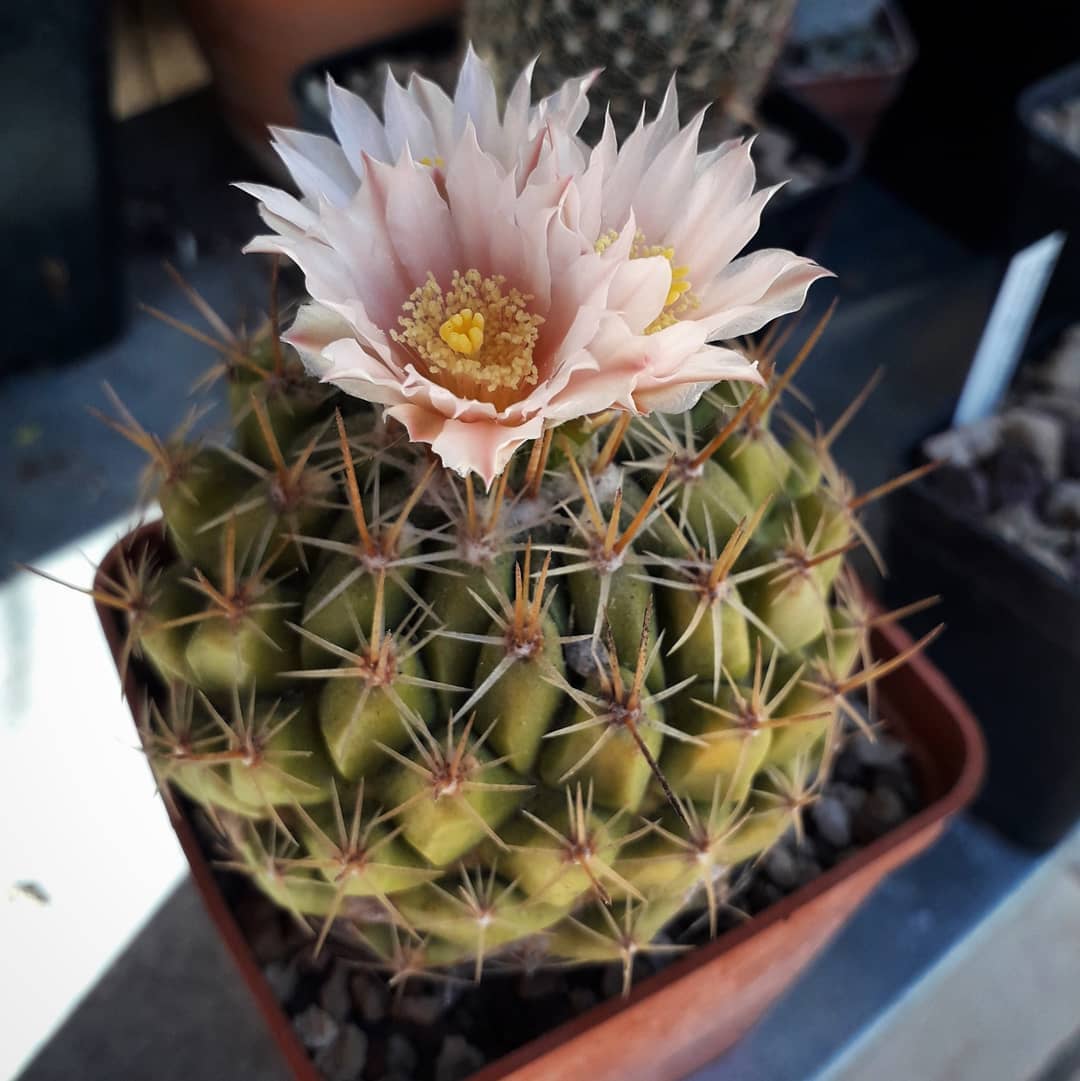 Photo of the plant species Hooked Cactus on Greg, the plant care app