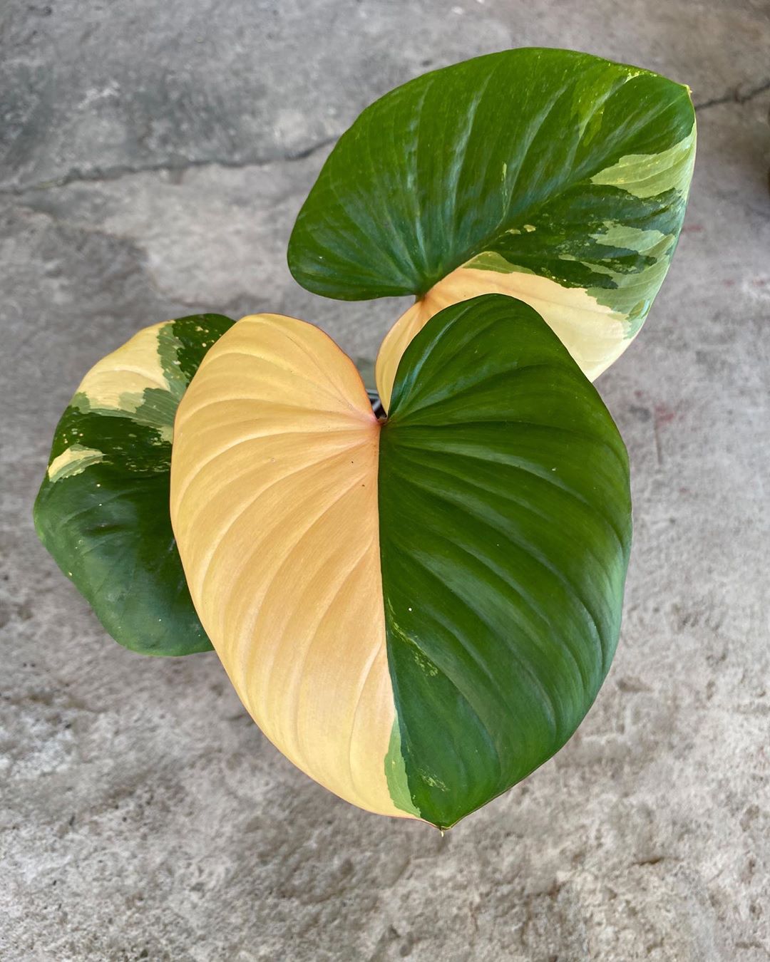 Photo of the plant species Homalomena Pink on Greg, the plant care app