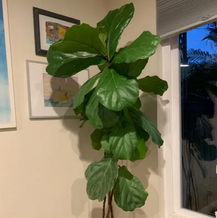 How to Treat & Prevent Root Rot in Fiddle Leaf Figs