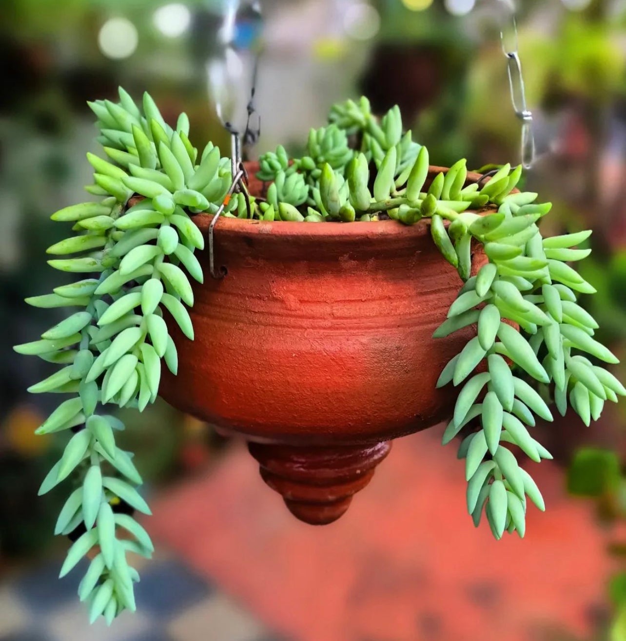 Plant care for Abnormal Spikerush on Greg, the plant care app