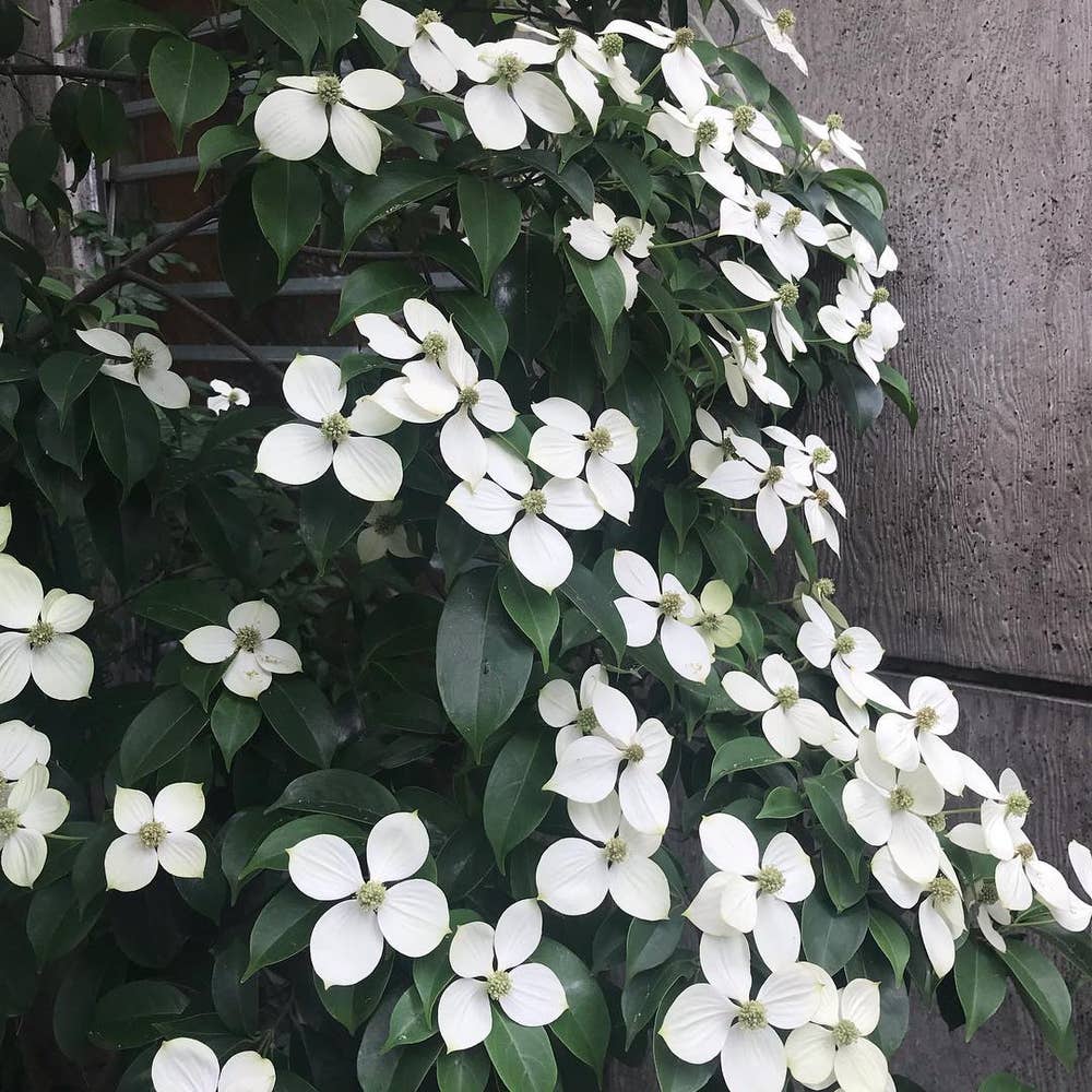 Photo of the plant species Japanese Dogwood on Greg, the plant care app
