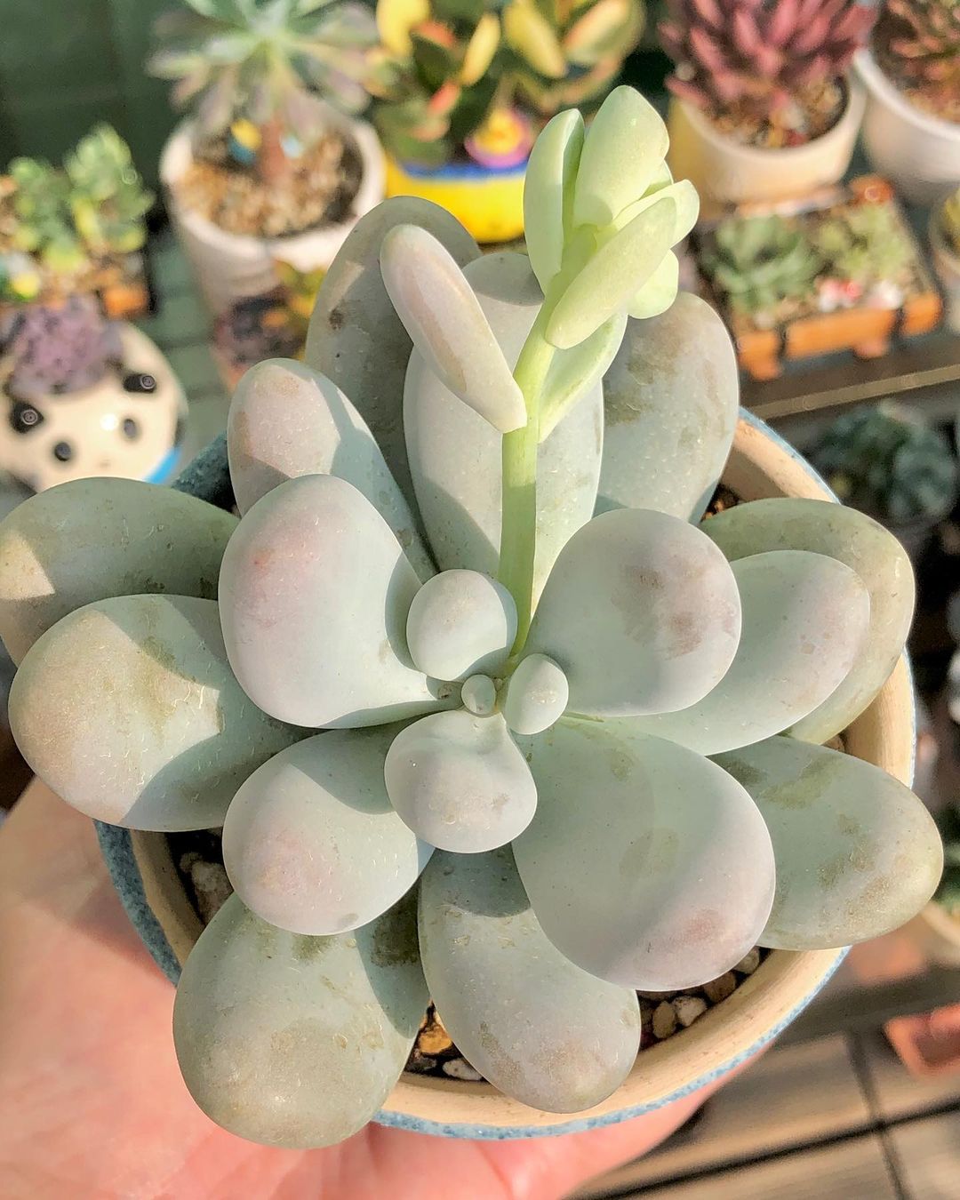 Photo of the plant species Moonstone on Greg, the plant care app