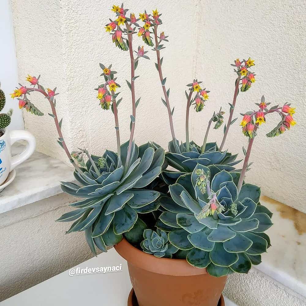 Photo of the plant species Pearl Echeveria on Greg, the plant care app