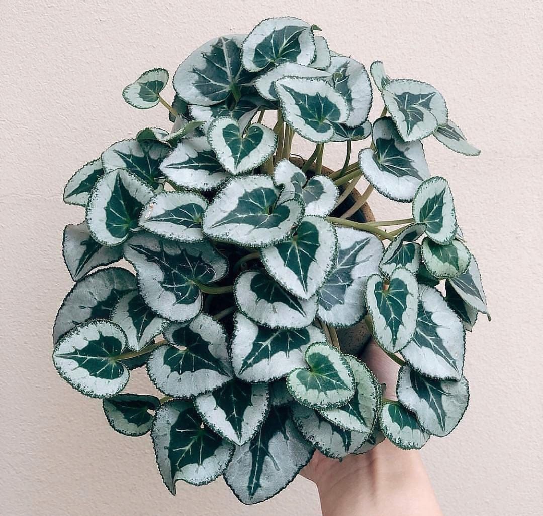 Photo of the plant species Persian Cyclamen on Greg, the plant care app
