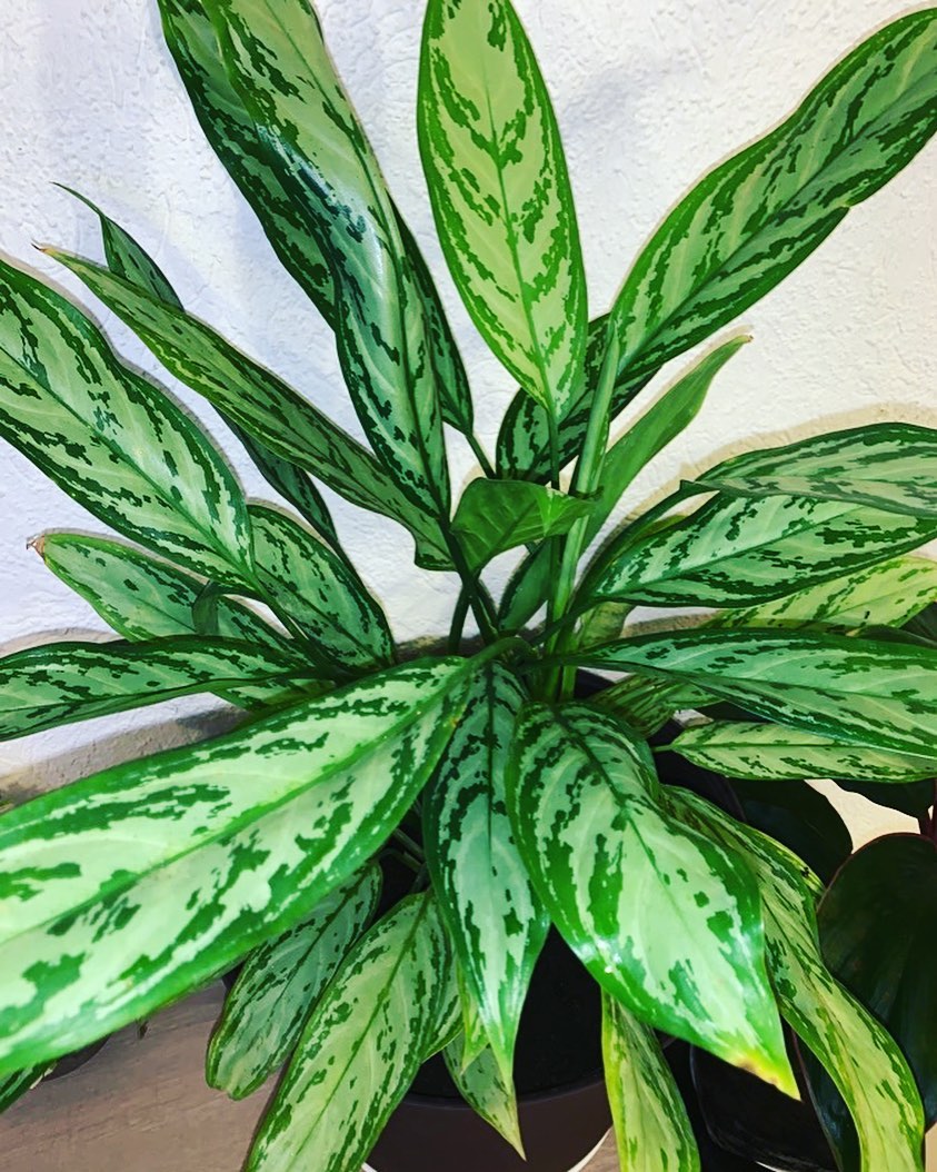 Photo of the plant species Philippines Aglaonema on Greg, the plant care app