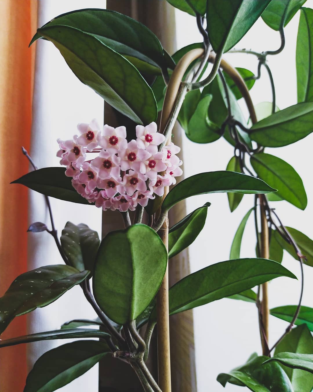 Plant care for Allium tekesicola on Greg, the plant care app