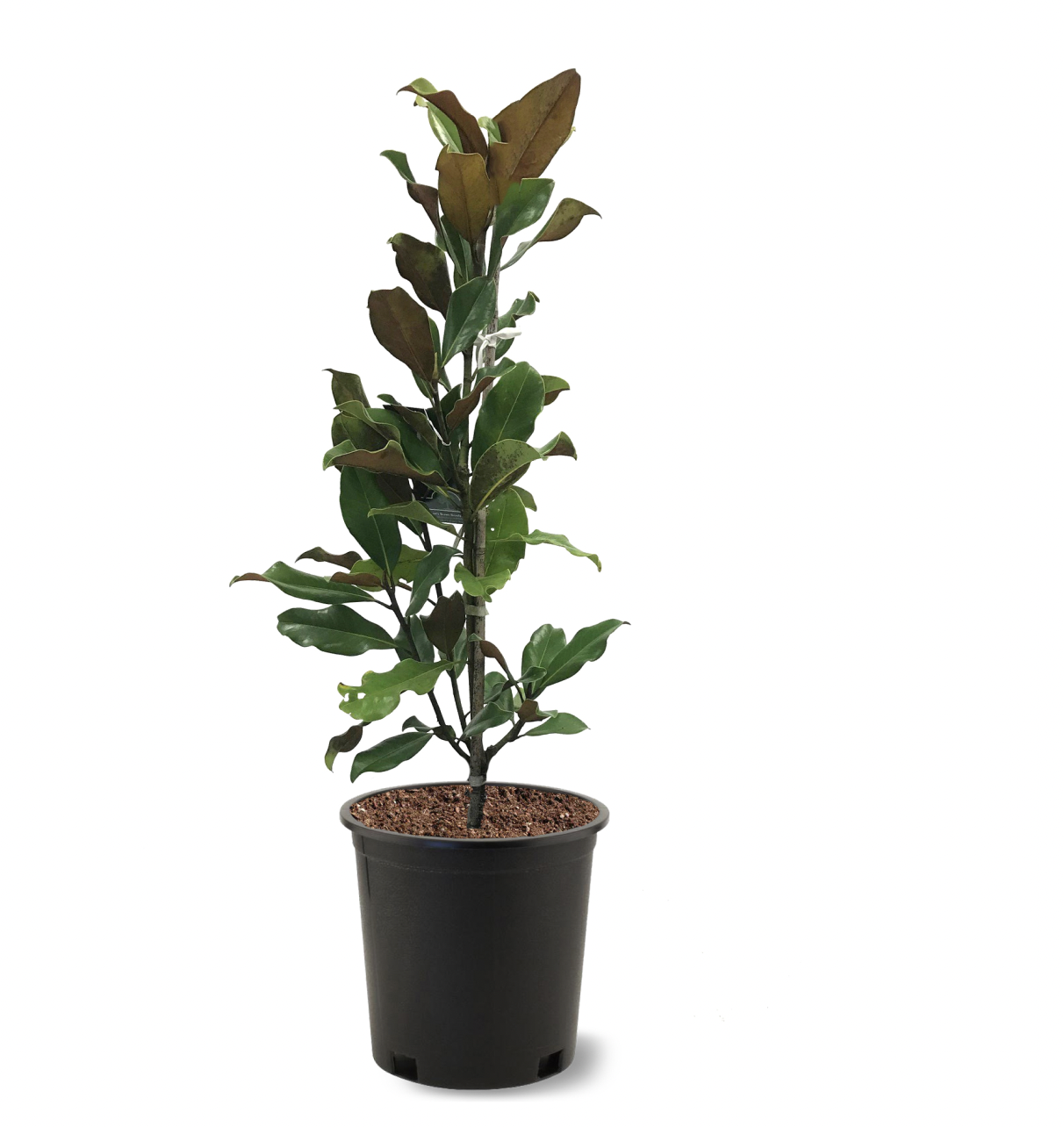 Plant care for Kobushi magnolia on Greg, the plant care app