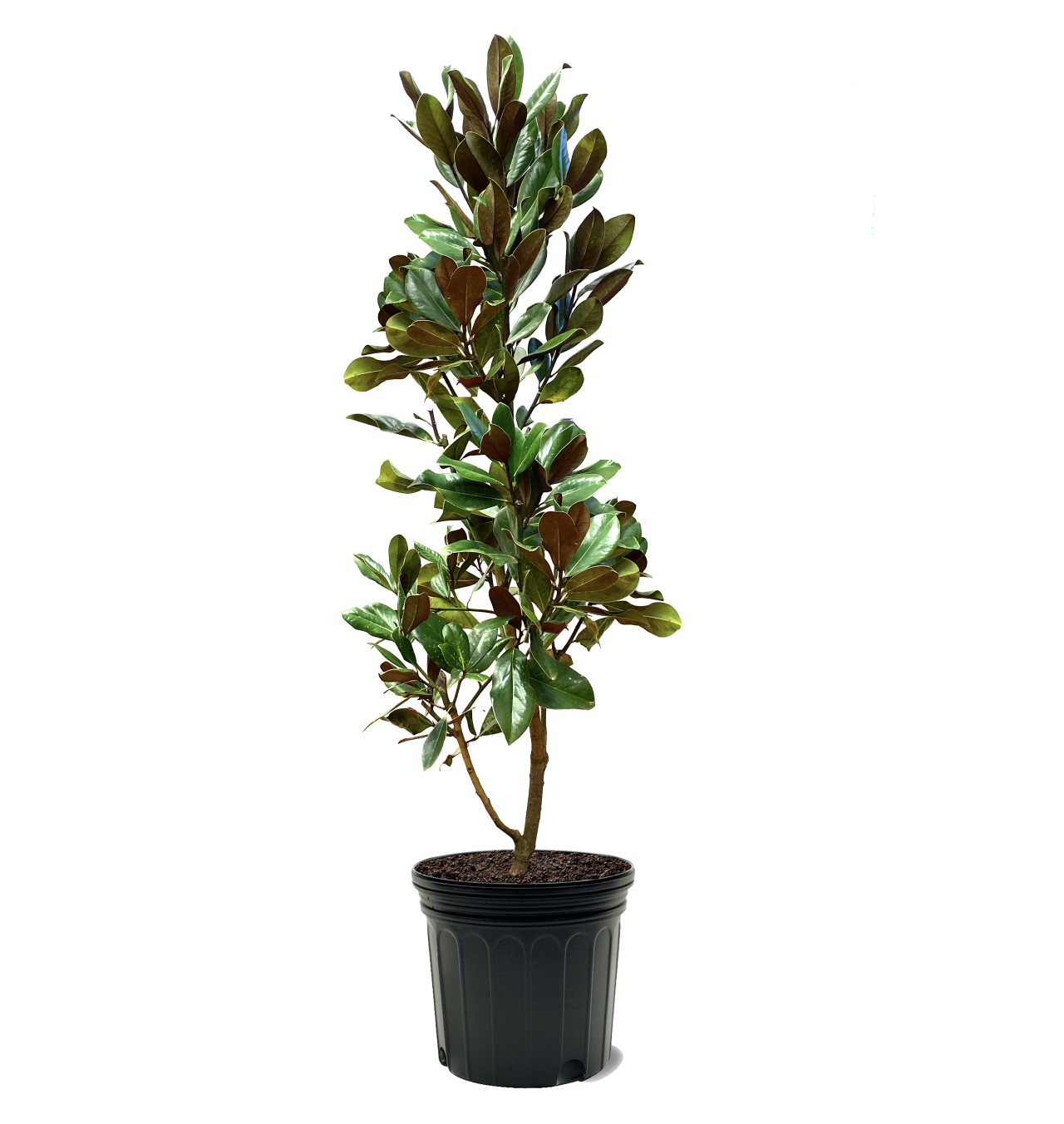 Photo of the plant species DD Blanchard Magnolia on Greg, the plant care app