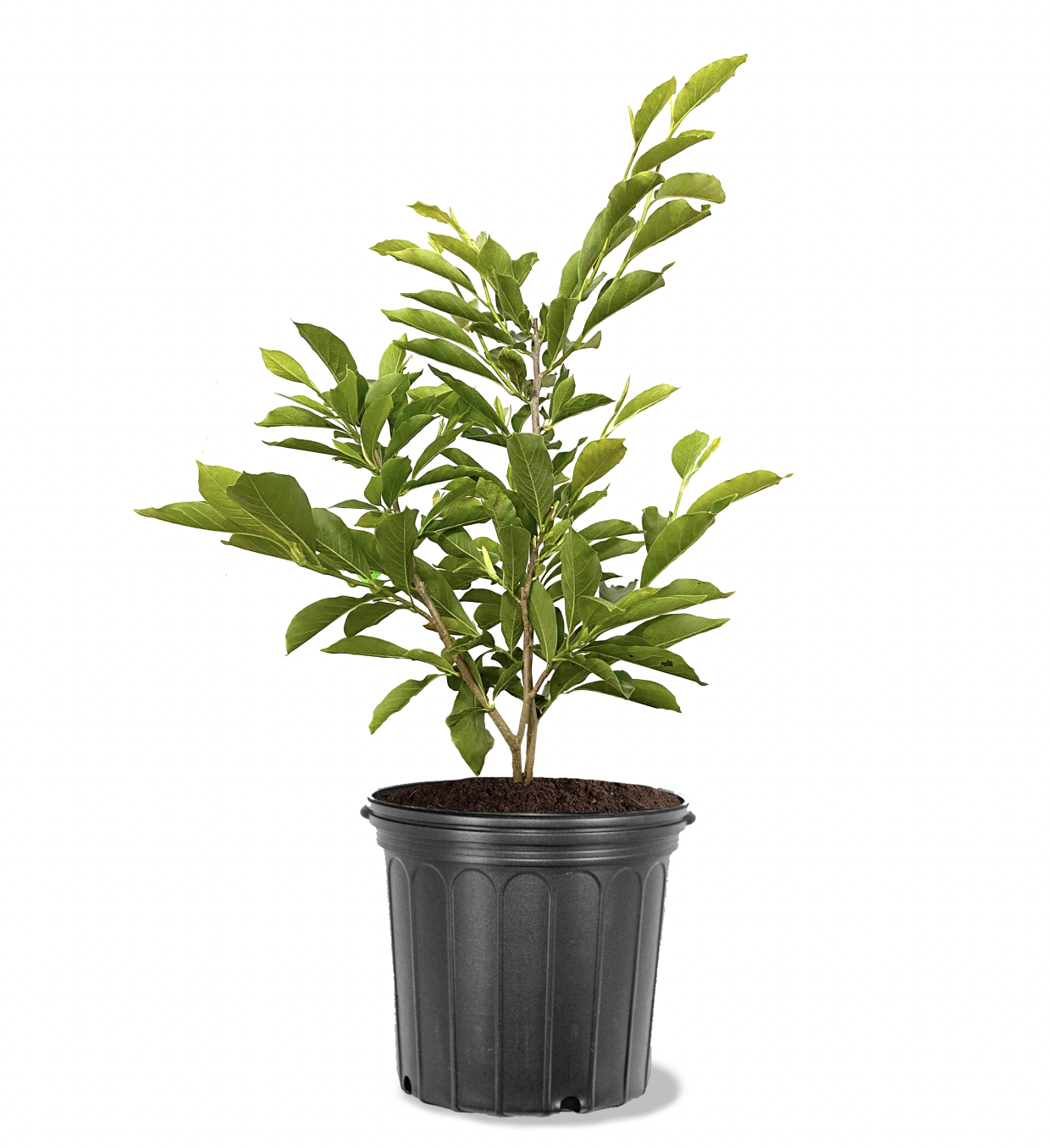 Photo of the plant species Jane Magnolia on Greg, the plant care app