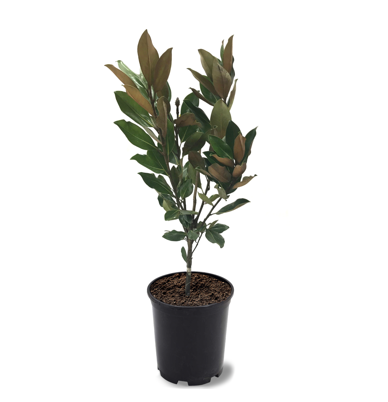 Photo of the plant species Little Gem Magnolia on Greg, the plant care app