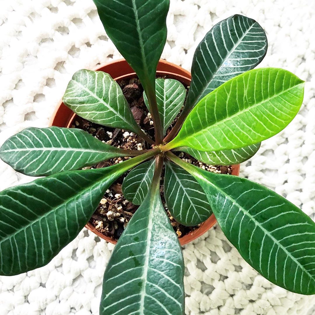 Photo of the plant species Madagascar Jewel on Greg, the plant care app