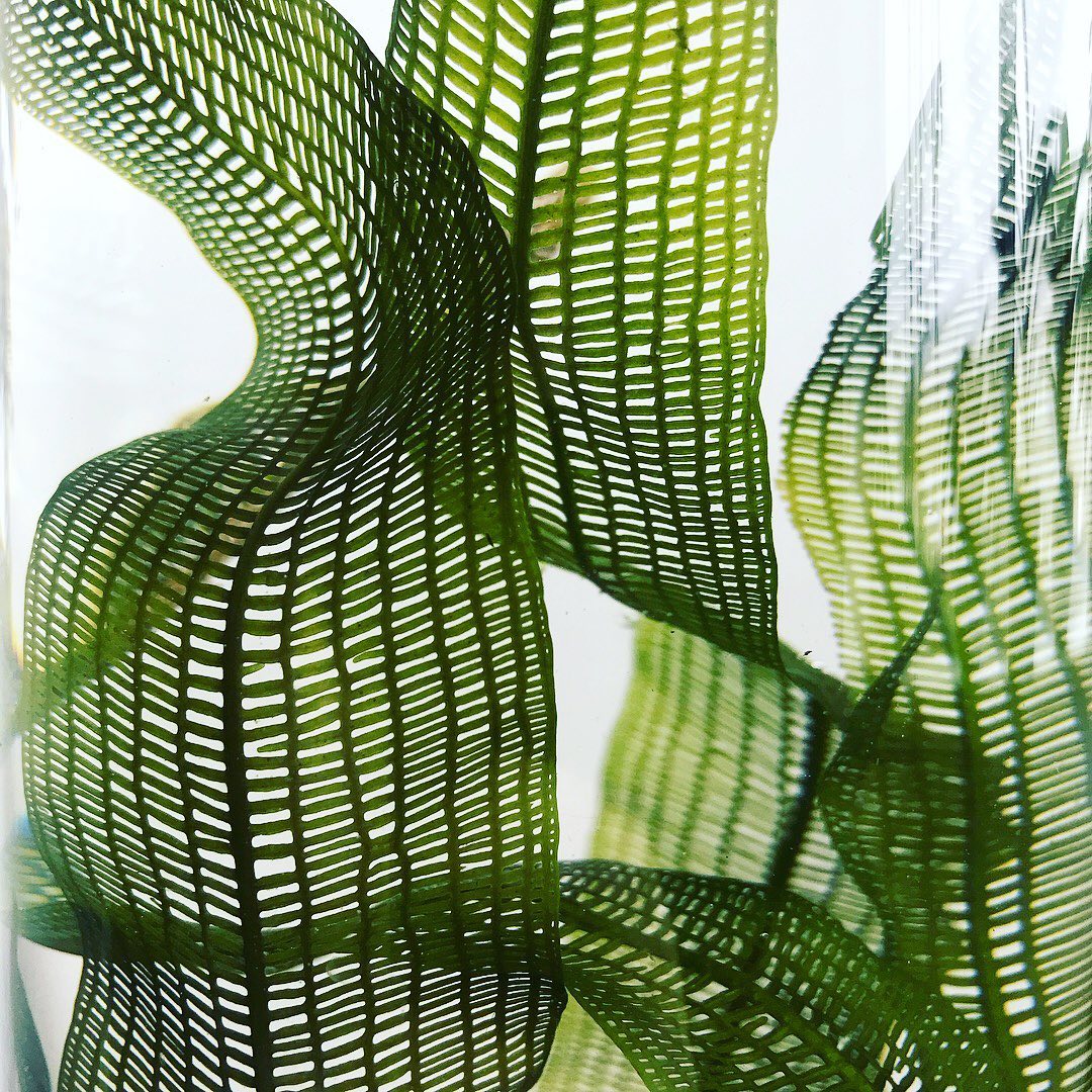 Plant care for Aponogeton lakhonensis on Greg, the plant care app