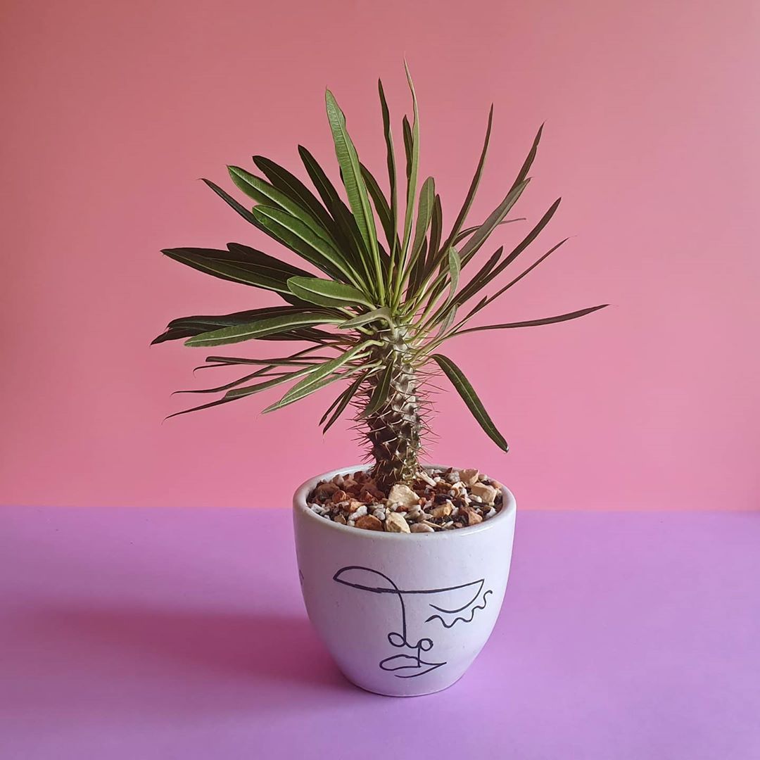 Photo of the plant species Madagascar Palm on Greg, the plant care app