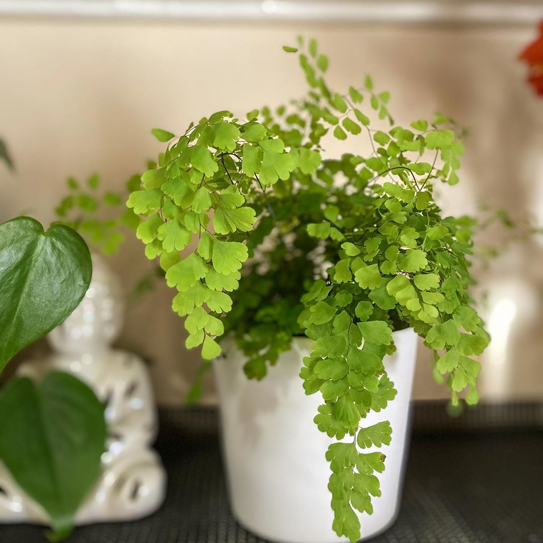 how often to water maidenhair fern