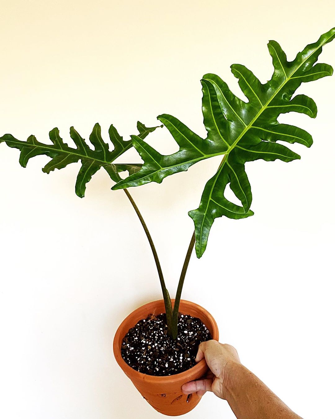 Photo of the plant species Malaysian Monster on Greg, the plant care app