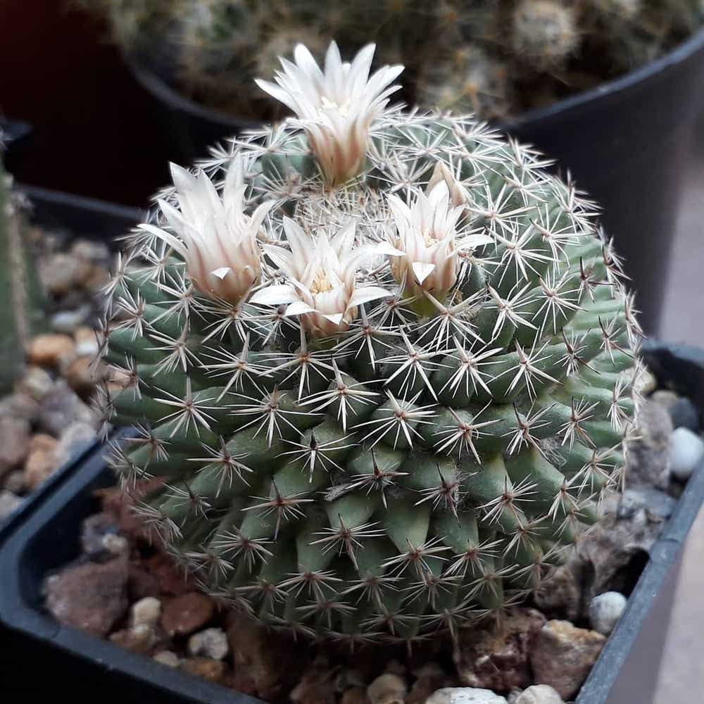 Photo of the plant species Mammillaria Formosa on Greg, the plant care app
