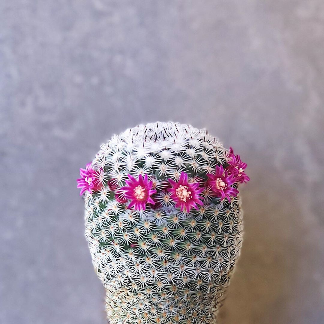 Photo of the plant species Mammillaria Haageana on Greg, the plant care app