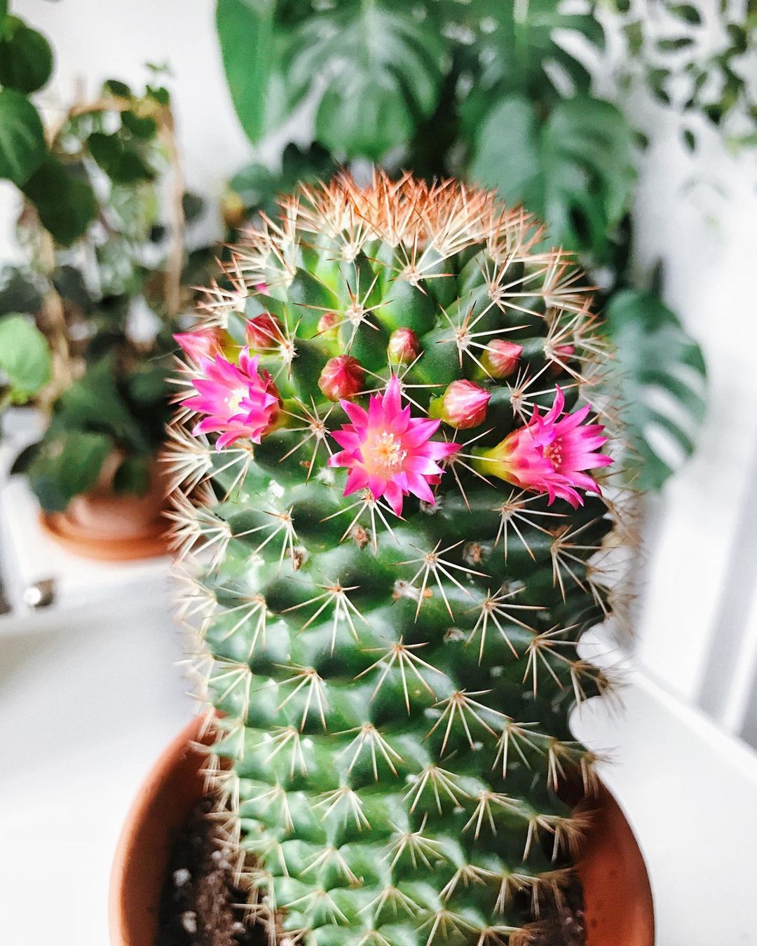 Photo of the plant species Mammillaria backebergiana on Greg, the plant care app