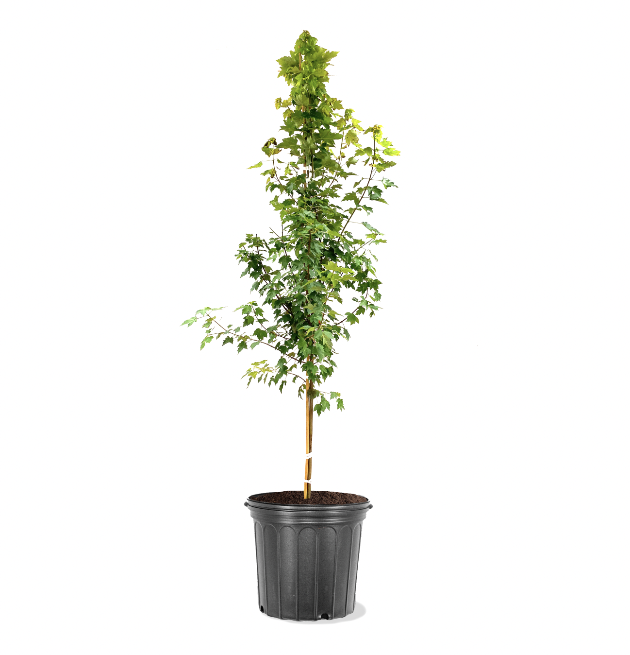 Photo of the plant species Sun Valley Maple on Greg, the plant care app