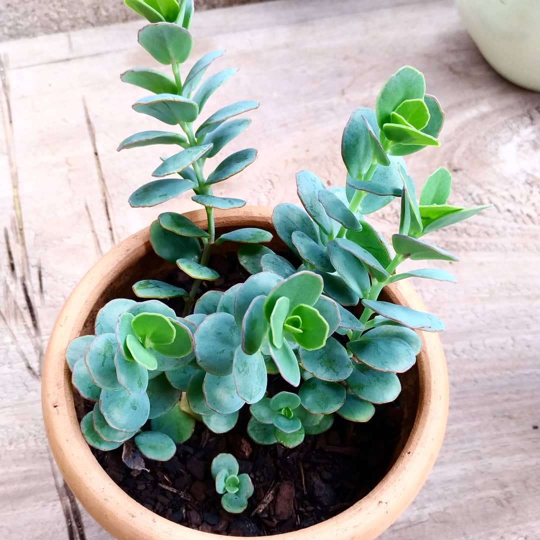 Marnier's Kalanchoe Care 101 Water, Light & Growing Tips