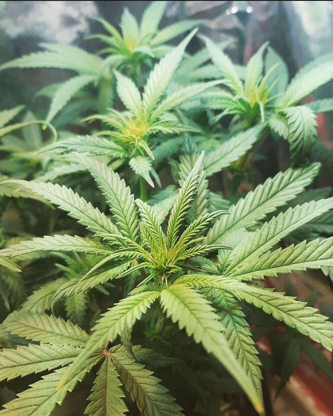 Plant care for Alfonso's Billbergia on Greg, the plant care app