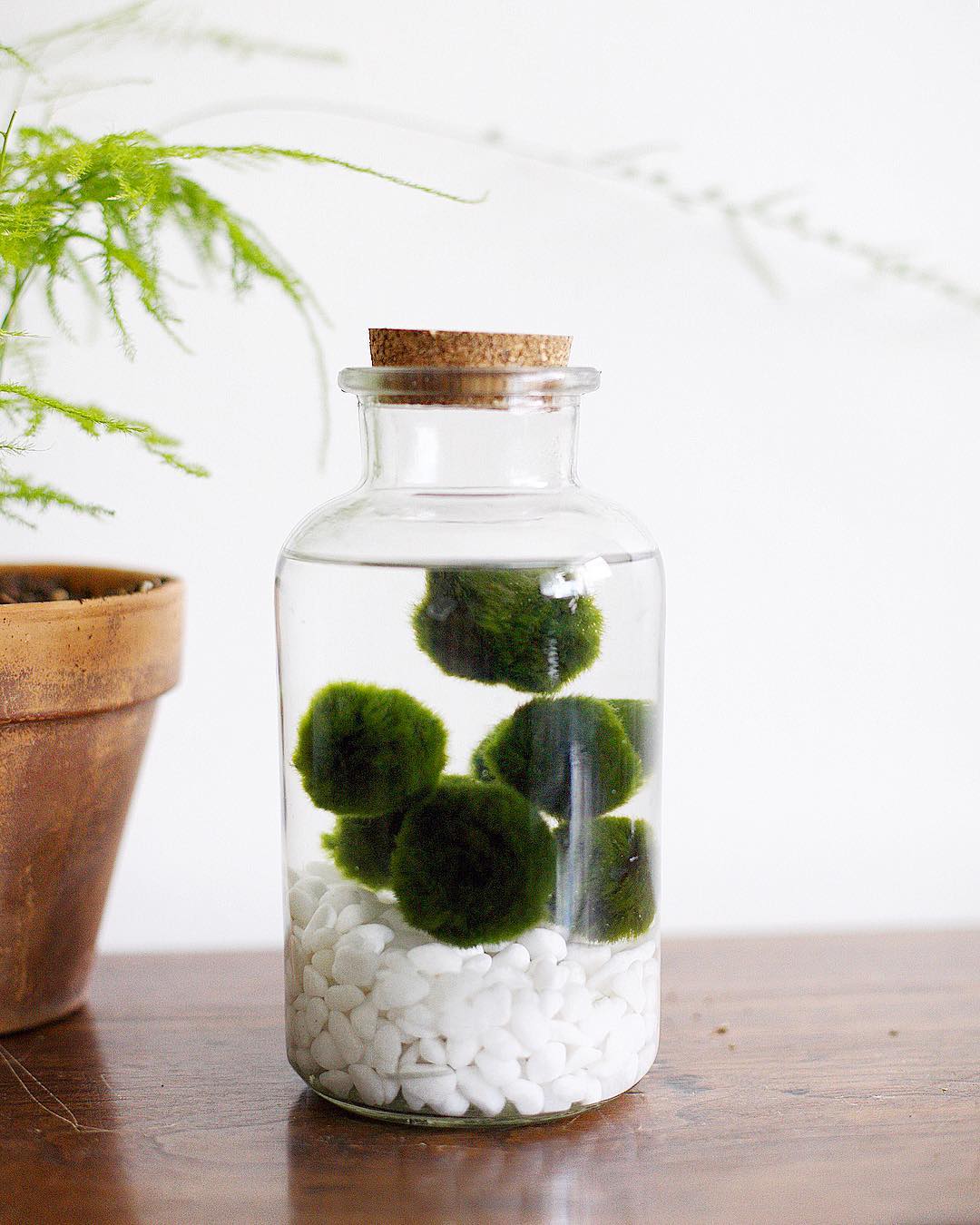 Personalized Moss Ball Pets Care Water, Light, Nutrients Greg App