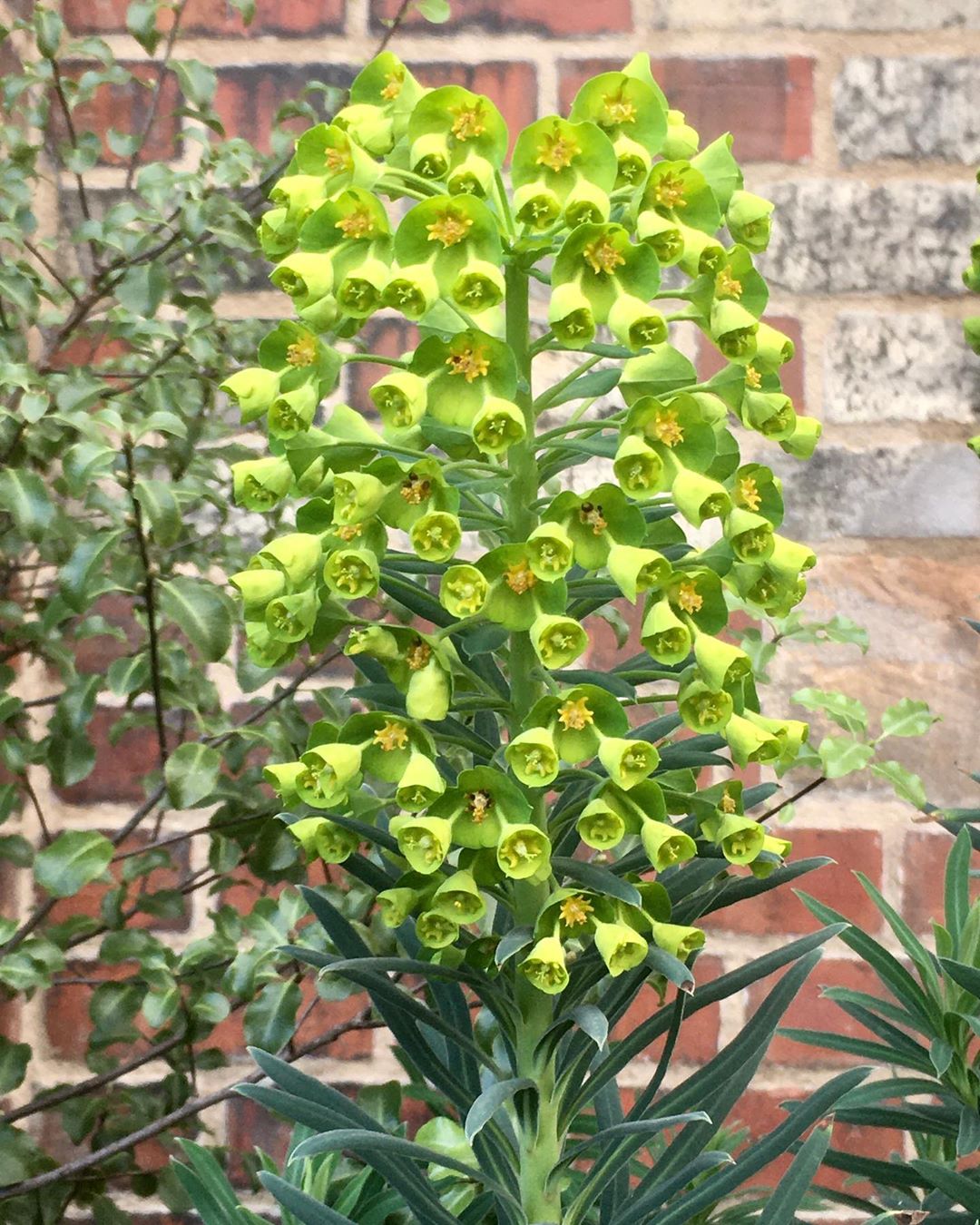 Photo of the plant species Albanian Spurge on Greg, the plant care app