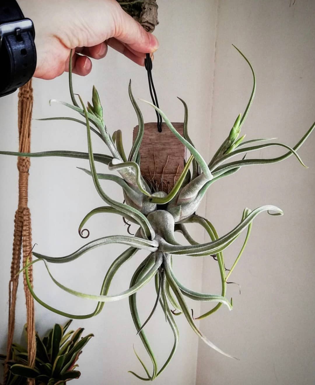 Photo of the plant species Medusa Head Air Plant on Greg, the plant care app