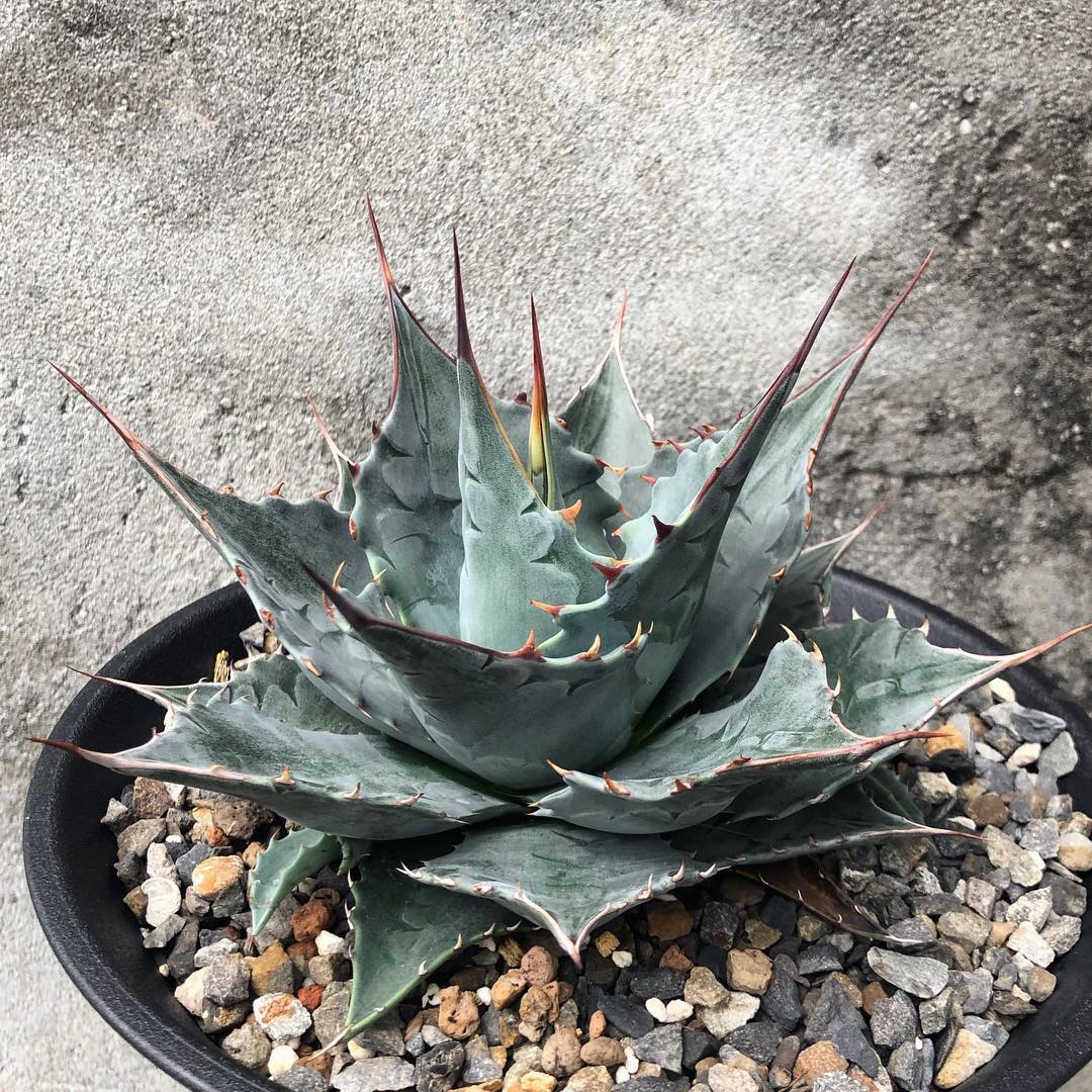 Photo of the plant species Mescal Ceniza on Greg, the plant care app