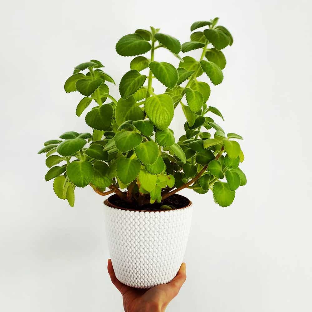 Mexican mint Care (Watering, Fertilize, Pruning, Propagation) - PictureThis