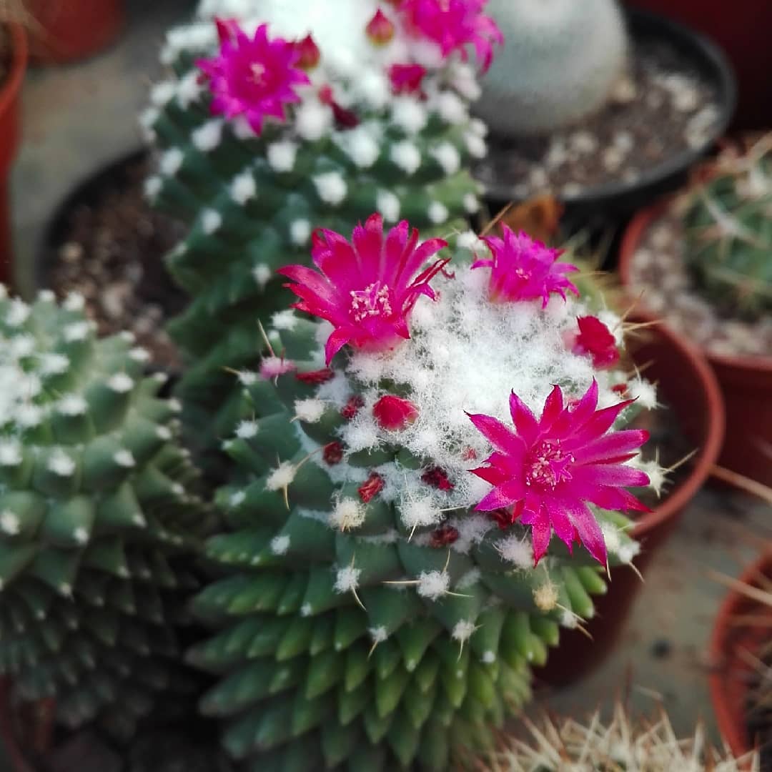 Photo of the plant species Mexican Pincushion on Greg, the plant care app