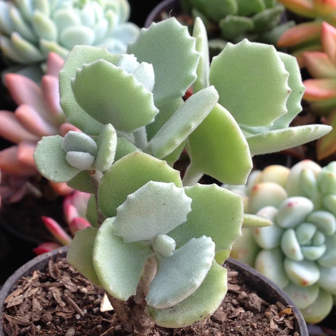 Photo of the plant species Millot Kalanchoe on Greg, the plant care app