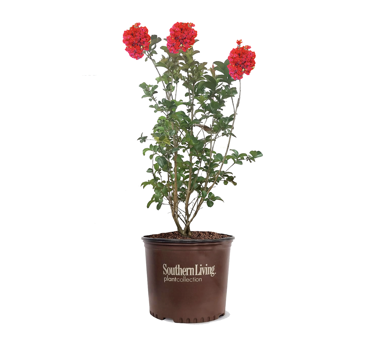 Photo of the plant species Miss Frances Crape Myrtle on Greg, the plant care app