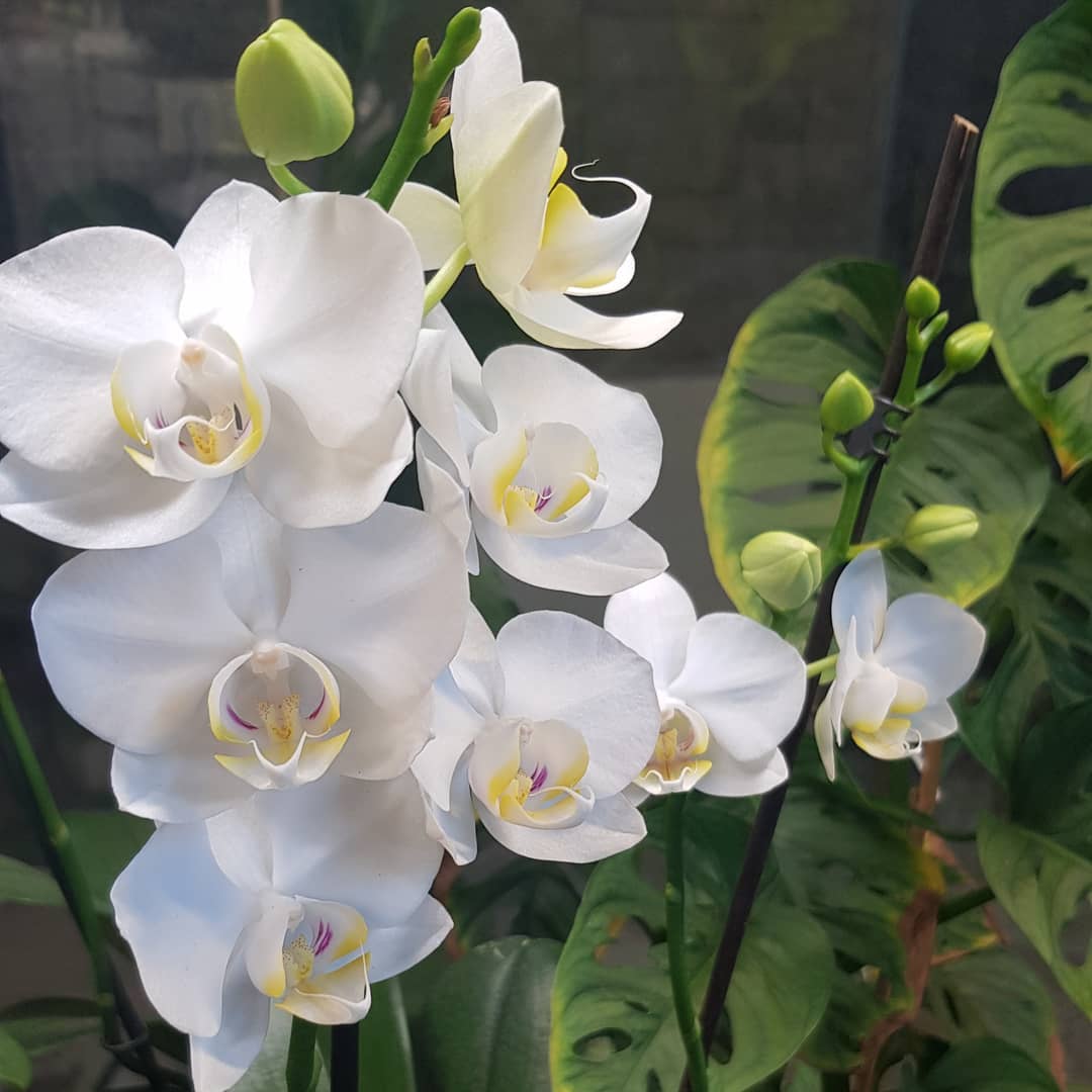 Moon Orchid: How Much Water & Light Does it Need to Thrive?