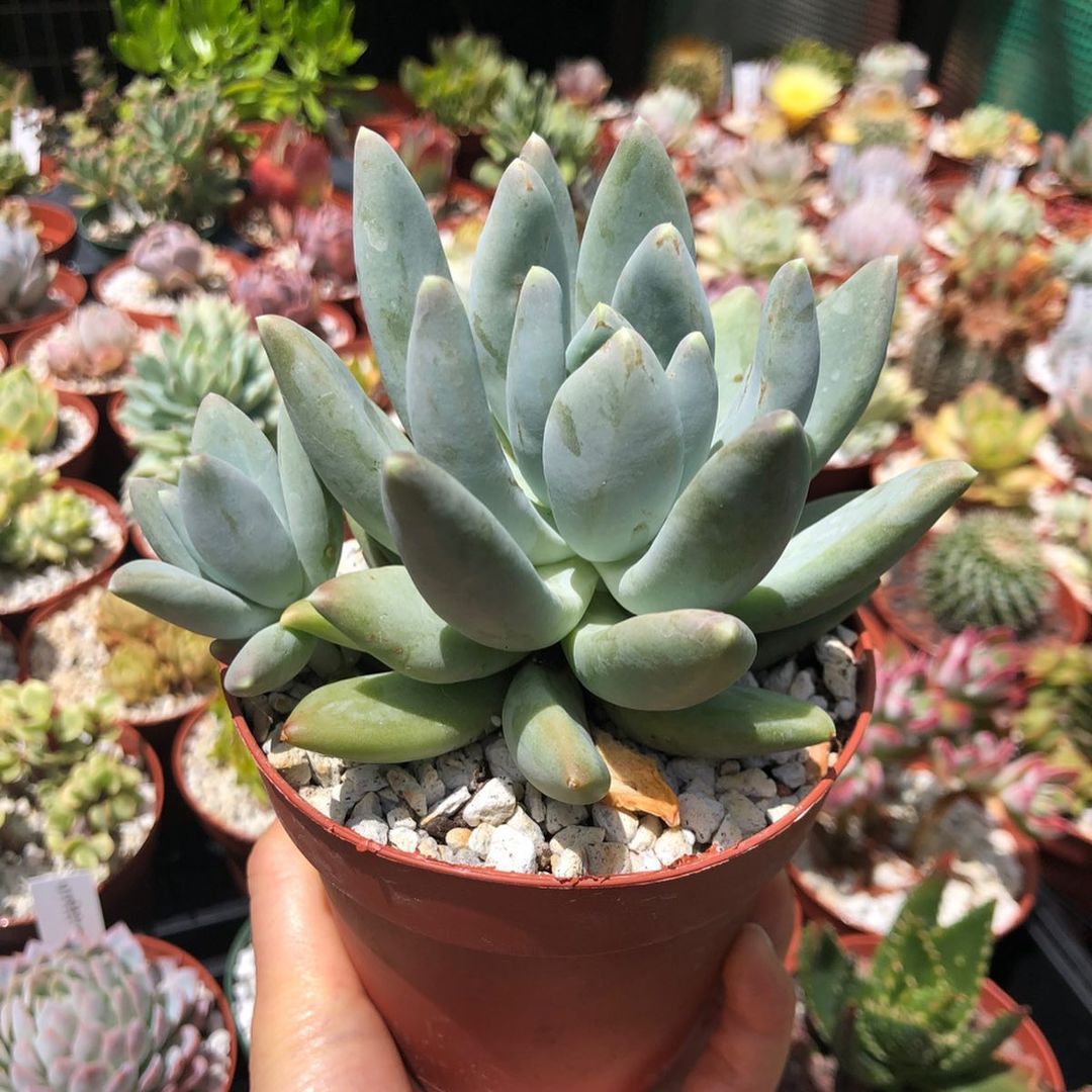Photo of the plant species Pachyphytum 'Moon Silver' on Greg, the plant care app