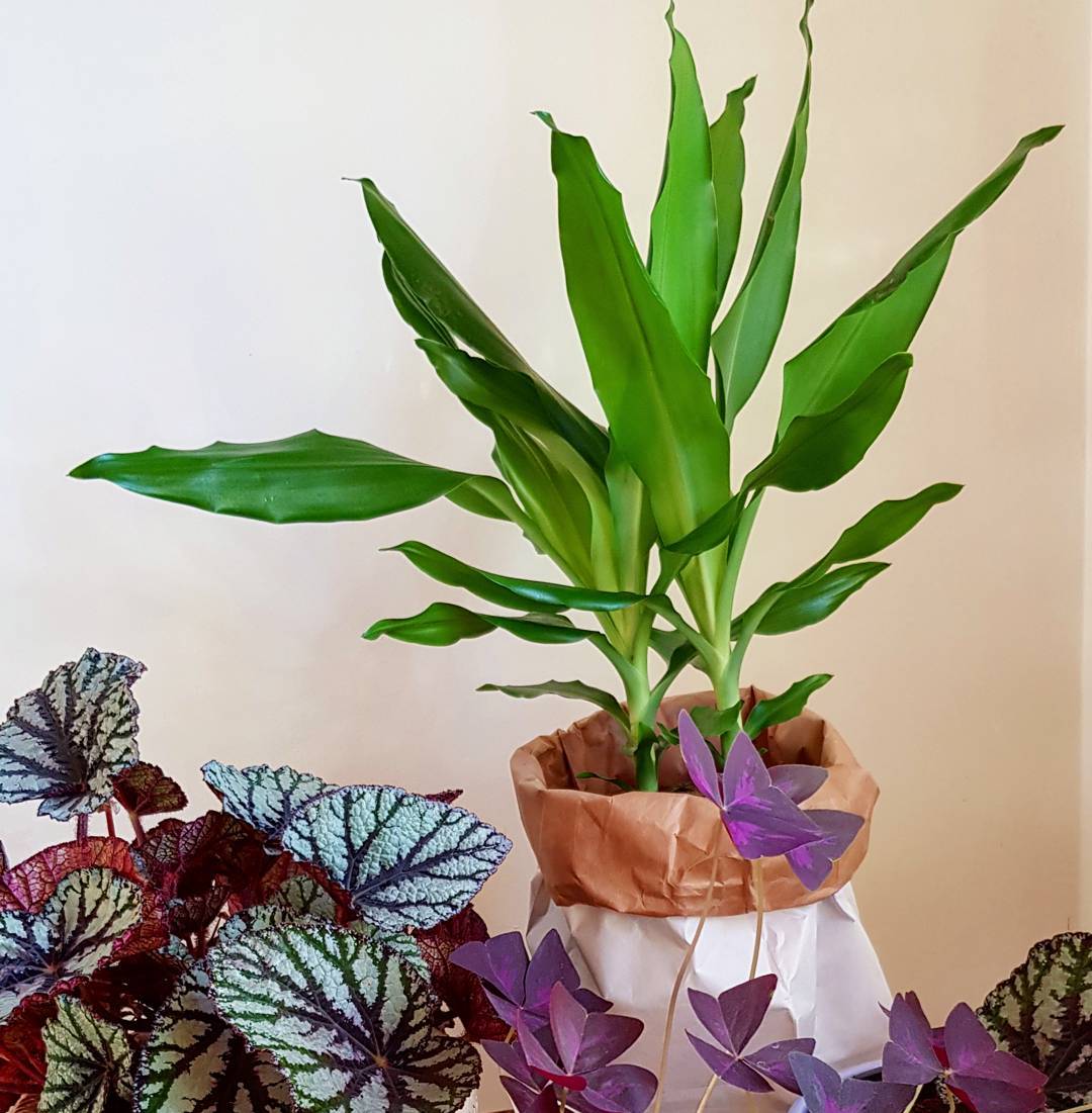 Photo of the plant species Moonlight Dragon Tree on Greg, the plant care app