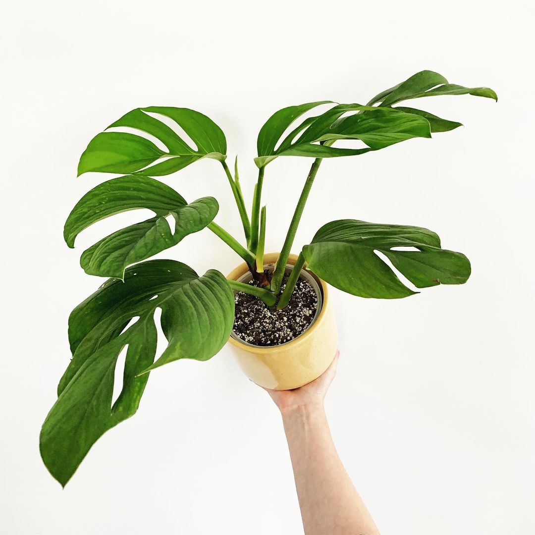 Photo of the plant species Monstera pinnatipartita on Greg, the plant care app