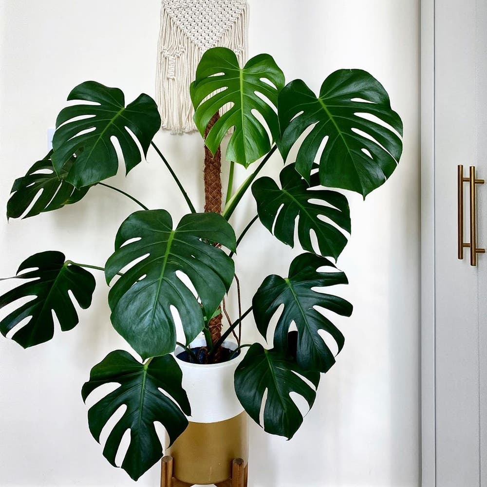 Photo of the plant species Monstera on Greg, the plant care app