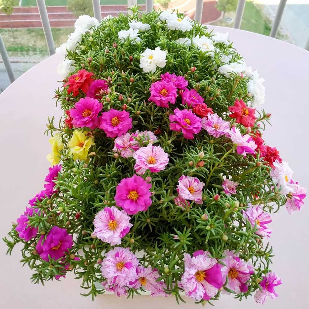 Moss Rose Seeds for Planting - ‘Portulaca Grandiflora’ Flowers for Bonsai  Garden 