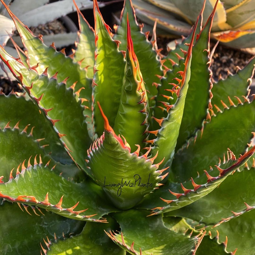 Photo of the plant species Mountain Agave on Greg, the plant care app