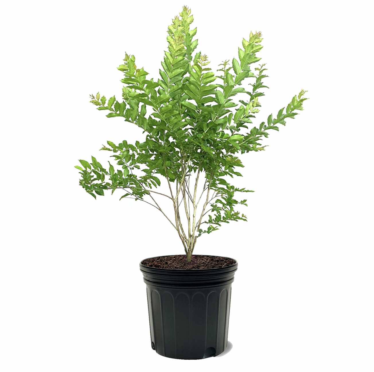 Photo of the plant species Natchez Crape Myrtle on Greg, the plant care app