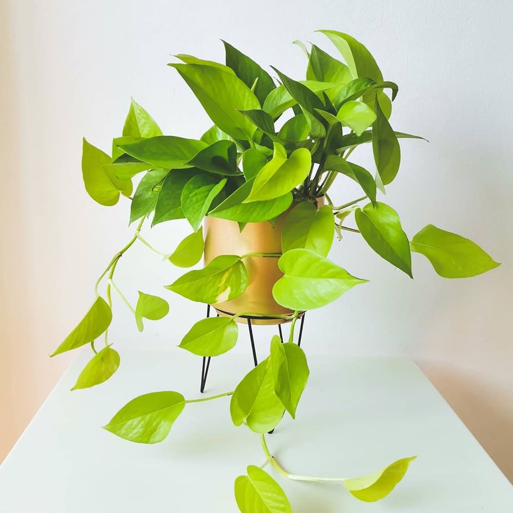 Photo of the plant species Neon Pothos on Greg, the plant care app